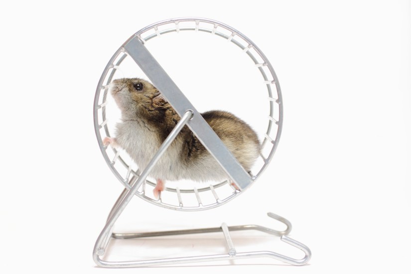 Hamster in a wheel
